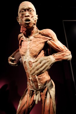 insan vücudu Sergisi