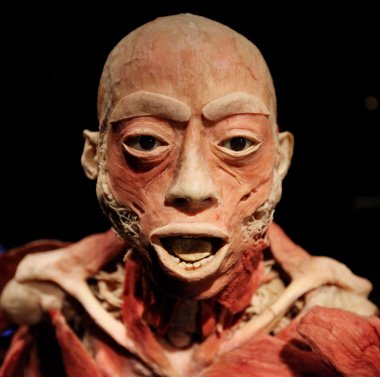 insan vücudu Sergisi