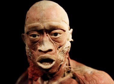 insan vücudu Sergisi