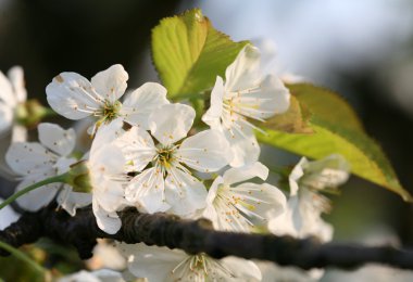 Bahçede meyve ağaçları Bayındır - bahar