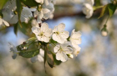 Bahçede meyve ağaçları Bayındır - bahar