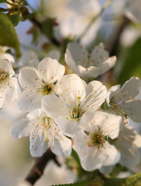 Bahçede meyve ağaçları Bayındır - bahar
