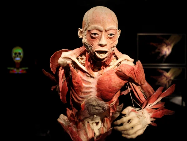 The Human Body Exhibition