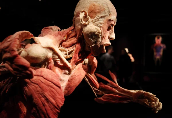 insan vücudu Sergisi