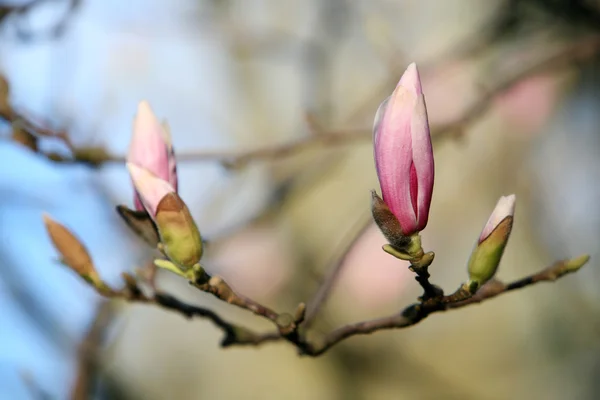 Înflorirea florilor de magnolie în timpul primăverii — Fotografie, imagine de stoc