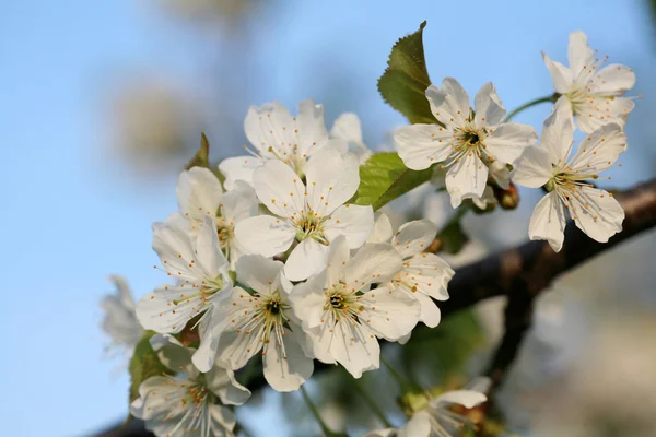 A tavasz a kertben - virágzó gyümölcsfák — Stock Fotó