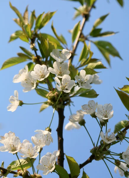 The spring in the garden - flourishing fruit trees — Stock Photo, Image