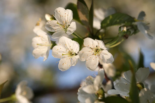 The spring in the garden - flourishing fruit trees — Stock Photo, Image