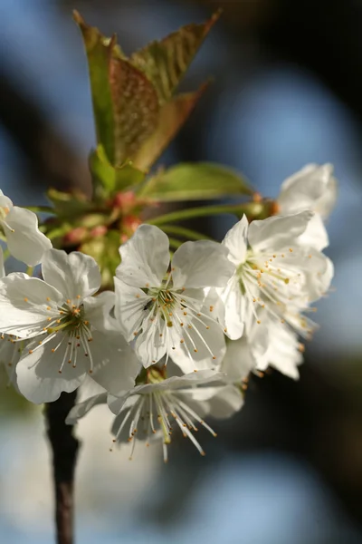 The spring in the garden - flourishing fruit trees — Stock Photo, Image