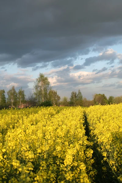 Vy över blommande fält av raps. Plantera för grön energi och olja — Stockfoto