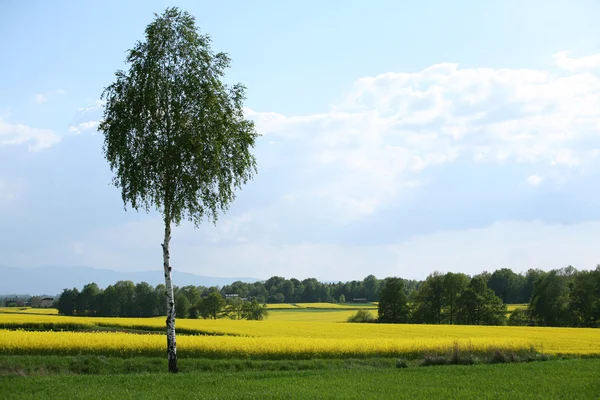 Vy över blommande fält av raps. Plantera för grön energi och olja — Stockfoto