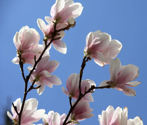 Blossoming of magnolia flowers in spring time — Stock Photo, Image