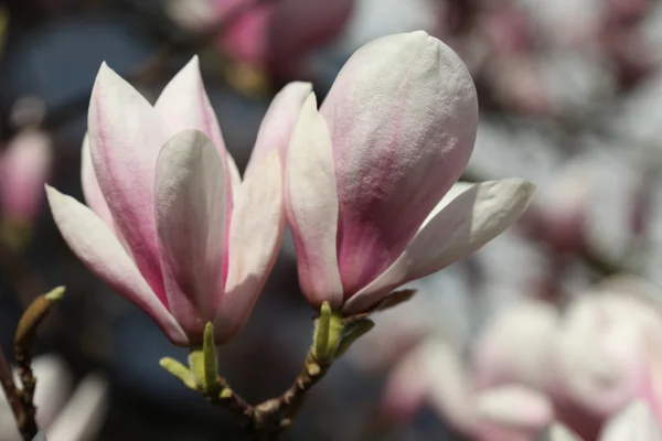 Blossoming of magnolia flowers in spring time — Stock Photo, Image