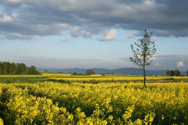 Vy över blommande fält av raps. Plantera för grön energi och olja — Stockfoto