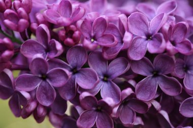 Bahar leylağı çiçekli dal