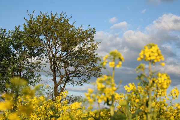 Vy över blommande fält av raps. Plantera för grön energi och olja — Stockfoto