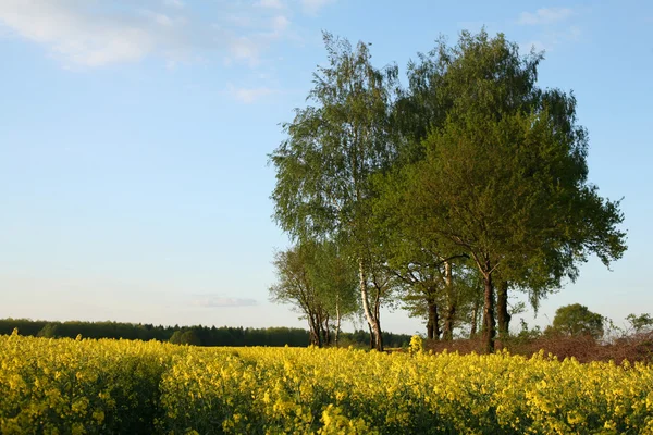 Vy över blommande fält av raps. Plantera för grön energi och olja — Stockfoto