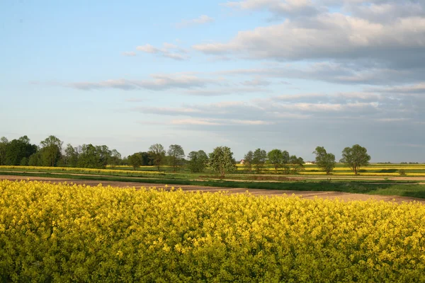 Vy över blommande fält av raps. Plantera för grön energi och olja — Stockfoto