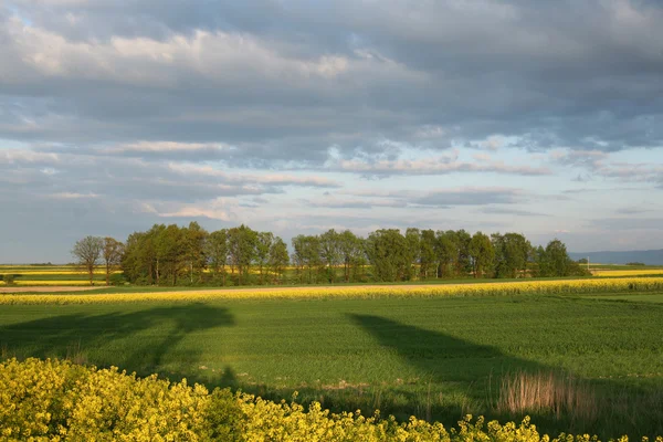 Kolza tohumu çiçekli alanının görünümünü. Yeşil enerji ve petrol endüstrisi için bitki — Stok fotoğraf