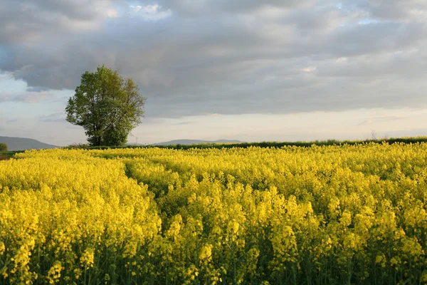 Vy över blommande fält av raps. Plantera för grön energi och olja — Stockfoto