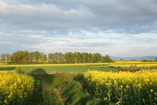 Vy över blommande fält av raps. Plantera för grön energi och olja — Stockfoto