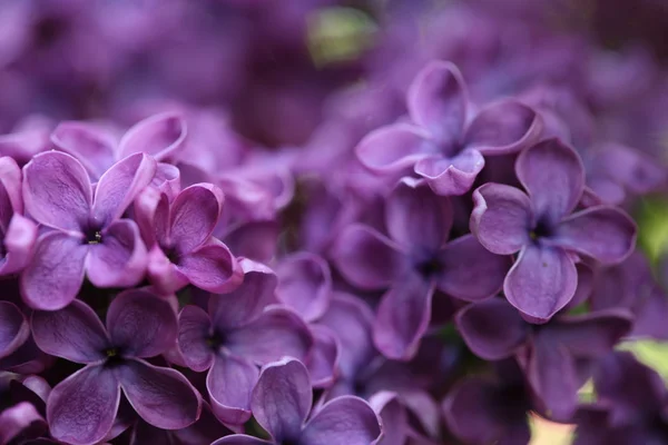 Bahar leylağı çiçekli dal