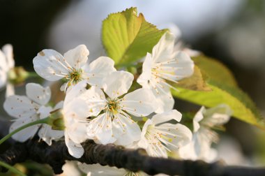 Bahçede meyve ağaçları Bayındır - bahar