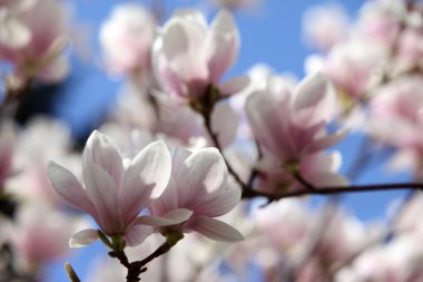 Manolya çiçek bahar zaman çiçek açması.