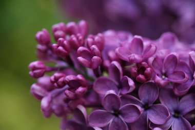 Bahar leylağı çiçekli dal