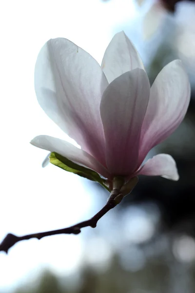 Blossoming of magnolia flowers in spring time — Stock Photo, Image