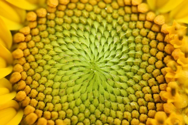 Güzel bir ayçiçeğinin yakın çekimi