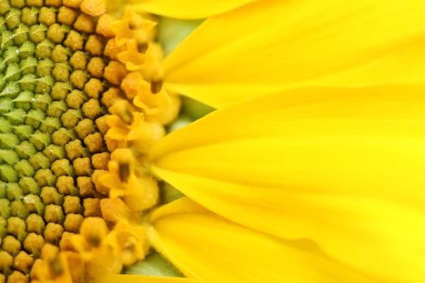 Güzel bir ayçiçeğinin yakın çekimi