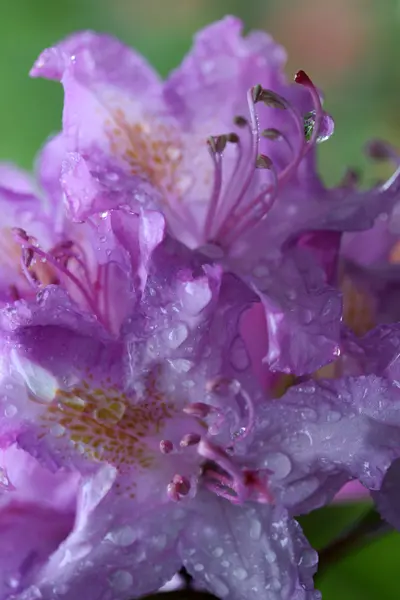 Zamknij się z Blooming mokre różanecznik fioletowy — Zdjęcie stockowe