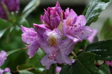 Blooming ıslak mor ormangülü yakın çekim