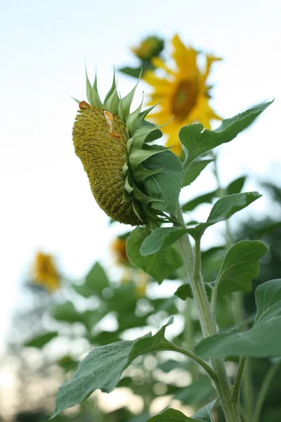 Close-up of a beautiful sunflower in a field — Stock Photo, Image