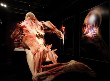 İnsan vücut Sergisi sergi eski sanayi salonlarında mucizesi sokak Zablocie, insan organlarının. Cracow.