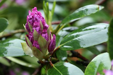 Blooming ıslak mor ormangülü yakın çekim