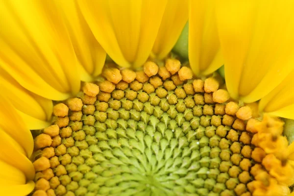 Güzel bir ayçiçeğinin yakın çekimi