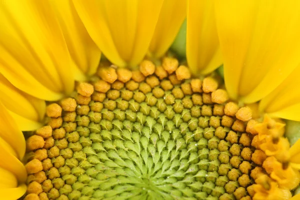 Primer plano de un hermoso girasol — Foto de Stock