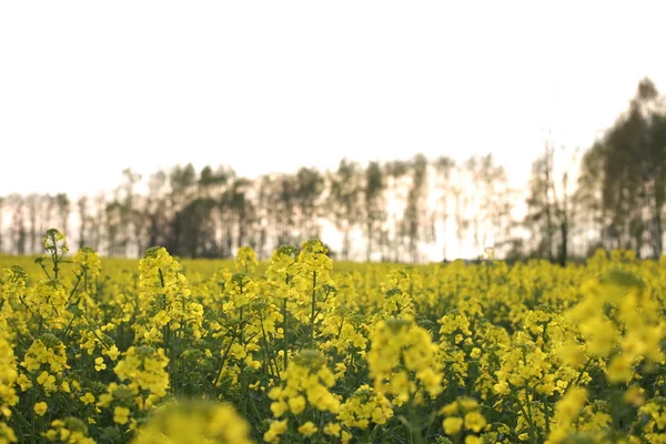 Kolza tohumu çiçekli alanının görünümünü. Yeşil enerji ve petrol endüstrisi için bitki — Stok fotoğraf