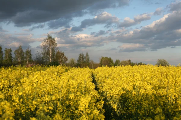 Vy över blommande fält av raps. Plantera för grön energi och olja — Stockfoto