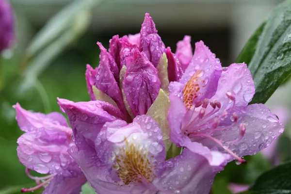 Цветение мокрого фиолетового рододендрона — стоковое фото