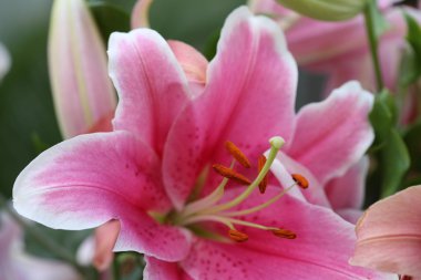 Pembe lilly çiçek yakın çekim