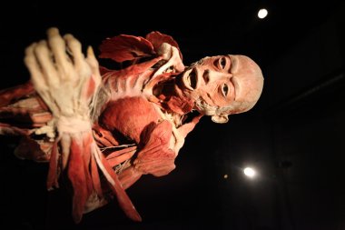 İnsan vücut Sergisi sergi eski sanayi salonlarında mucizesi sokak Zablocie, insan organlarının. Cracow.