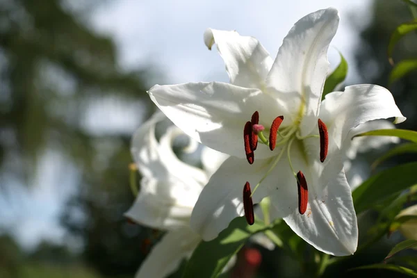 Закрыть белый цветок лилии — стоковое фото