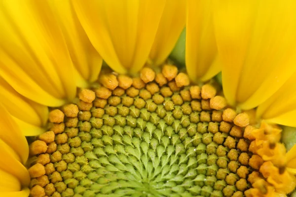 Primer plano de un hermoso girasol — Foto de Stock