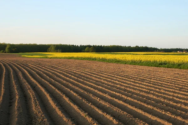 Vista do campo de floração de colza. Planta para a indústria de energia verde e petróleo Imagem De Stock