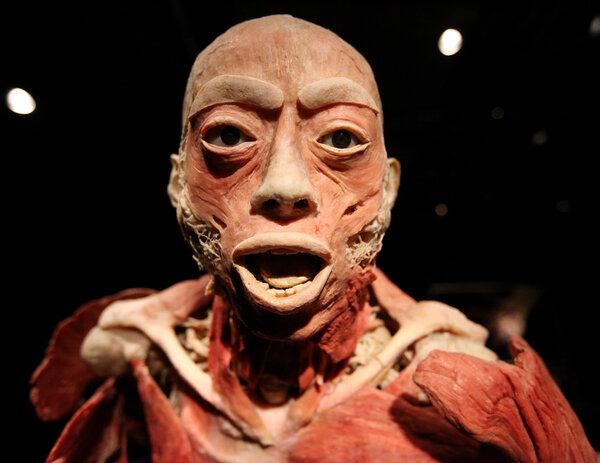 Выставка человеческого тела
