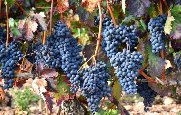 Rijp Druivenclusters Wijngaard Die Het Punt Staan Worden Geoogst Oogst — Stockfoto