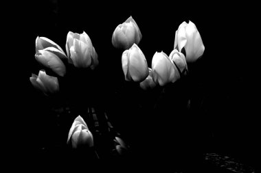 Siyah / beyaz kontrastlı beyaz laleler.